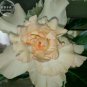 2 PCS Seeds Rare Adenium