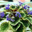 100 PCS Seeds Rare african violet