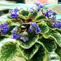 100 PCS Seeds Rare african violet