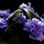 100 PCS Seeds Rare african violet