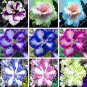 100 PCS Seeds Rare african violet