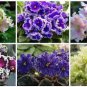 100 PCS Seeds Rare african violet
