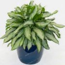 100 PCS Seeds Rare Aglaonema spp Seeds High Humidity Easy Grow