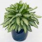 100 PCS Seeds Rare Aglaonema spp Seeds High Humidity Easy Grow