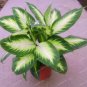 100 PCS Seeds Rare Aglaonema spp Seeds High Humidity Easy Grow