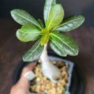 100 PCS Seeds Rare Allamanda Violacea Bonsai Multiple Varieties Bonsai Plants