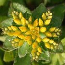 50 PCS Seeds Rare Aizoon Stonecrop Sedum 50 PCS Seeds Rare Aizoon Stonecrop Sedum