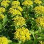 50 PCS Seeds Rare Aizoon Stonecrop Sedum
