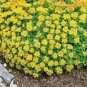 50 PCS Seeds Rare Aizoon Stonecrop Sedum