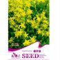 50 PCS Seeds Rare Aizoon Stonecrop Sedum