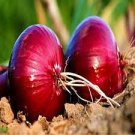 1000 PCS Seeds Rare Allium Cepa Purple Round Onions Vegetables 1000 PCS Seeds Rare Allium Cepa Purple Round Onions Vegetables