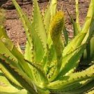 50 PCS Seeds Rare Aloe Vera Plant Herbal Succulent