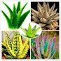50 PCS Seeds Rare Aloe Vera Plant Herbal Succulent