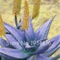 50 PCS Seeds Rare Aloe Vera Plant Herbal Succulent