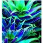 50 PCS Seeds Rare Aloe Vera Plant Herbal Succulent