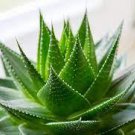 10 PCS Seeds Rare Aloe Vera Plant Herbal Succulent Bonsaiaa 10 PCS Seeds Rare Aloe Vera Plant Herbal Succulent Bonsaiaa