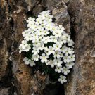 100 PCS Seeds Rare Androsace Bonsai Garden Plants 100 PCS Seeds Rare Androsace Bonsai Garden Plants