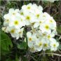 100 PCS Seeds Rare Androsace Bonsai Garden Plants