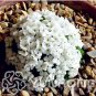 100 PCS Seeds Rare Androsace Bonsai Garden Plants