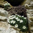 100 PCS Seeds Rare Androsace Bonsai Garden Plants do Flower for Home Garden