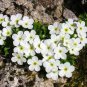100 PCS Seeds Rare Androsace Bonsai Garden Plants do Flower for Home Garden