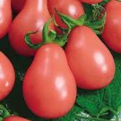 25 PCS Seeds Rare Anhui Middle Red Pear Tomato Organic
