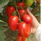 20 PCS Seeds Rare Anhui Red 'Banana' Long Tomato Organic