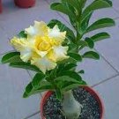 2 PCS Seeds Rare 'thin yellow elves' Adenium Desert rose 2 PCS Seeds Rare 'thin yellow elves' Adenium Desert rose