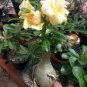 2 PCS Seeds Rare 'thin yellow elves' Adenium Desert rose