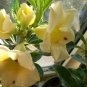 2 PCS Seeds Rare 'thin yellow elves' Adenium Desert rose