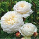 50 PCS Seeds Rare 'Tranquillity' Radiant Ravishing Pure White Fragrant Rose Flower