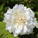 5 PCS Seeds Rare 'White King' Double Corrugated Peony Flower 5 PCS Seeds Rare 'White King' Double Corrugated Peony Flower