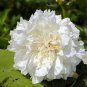 5 PCS Seeds Rare 'White King' Double Corrugated Peony Flower