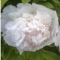 5 PCS Seeds Rare 'White King' Double Corrugated Peony Flower