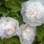 5 PCS Seeds Rare 'White King' Double Corrugated Peony Flower