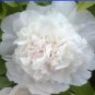 5 PCS Seeds Rare 'White King' Double Corrugated Peony Flower