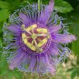 20 PCS Seeds Rare 'wind' Granadilla Passion Fruit Perennial Climbing Flower