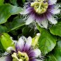 20 PCS Seeds Rare 'wind' Granadilla Passion Fruit Perennial Climbing Flower