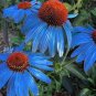 100 PCS Seeds Rare 'Yangko' Light Blue Echinacea purpurea