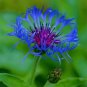 100 PCS Seeds Rare 'Yangko' Light Blue Echinacea purpurea