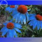 100 PCS Seeds Rare 'Yangko' Light Blue Echinacea purpurea