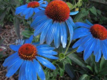 100 PCS Seeds Rare 'Yangko' Light Blue Echinacea purpurea