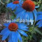 100 PCS Seeds Rare 'Yangko' Light Blue Echinacea purpurea
