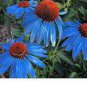 100 PCS Seeds Rare 'Yangko' Light Blue Echinacea purpurea