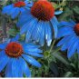 100 PCS Seeds Rare 'Yangko' Light Blue Echinacea purpurea