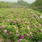 5 PCS Seeds Rare 'Yin Hong Qiao Dui' Pink Red Peony Tree Shrub Flower 5 PCS Seeds Rare 'Yin Hong Qiao Dui' Pink Red Peony Tree Shrub Flower