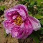 5 PCS Seeds Rare 'Yin Hong Qiao Dui' Pink Red Peony Tree Shrub Flower