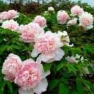 5 PCS Seeds Rare 'Zhao Fen' Pink Fragrant Peony Tree Flower Organic