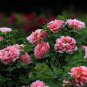 5 PCS Seeds Rare 'Zhao Fen' Pink Fragrant Peony Tree Flower Organic