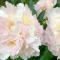 5 PCS Seeds Rare 'Zi Ban' Pink Peony Tree with Black Spot Flower